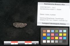 Foto (Objekt + Etikett) von Spondylostrobus smythii F.V. Mueller (NHMW-GEO-2024-0188-10415)